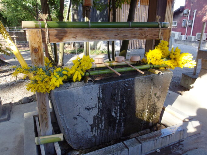 3月中旬春まだ浅い上州群馬山名八幡宮300年以上の歴史を持つ手水鉢とそれを彩る黄色い花