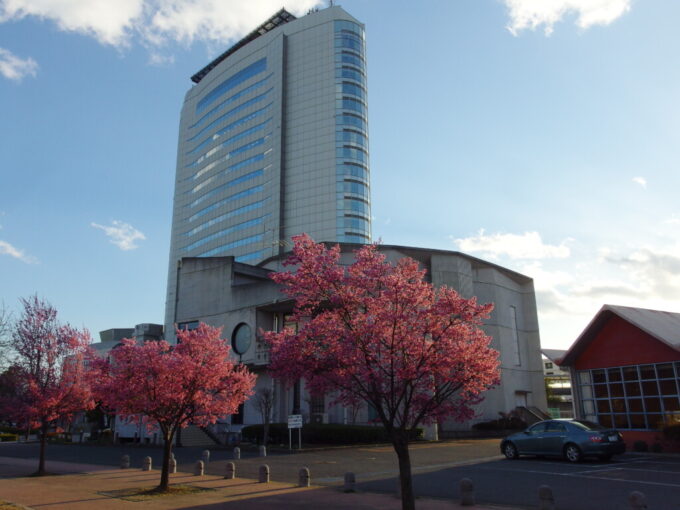 3月中旬春まだ浅い上州群馬高崎市役所を彩る艶やかな桜