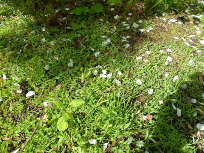 5月上旬花巻南温泉峡山の神温泉優香苑庭園に残る桜の花びら春の名残り