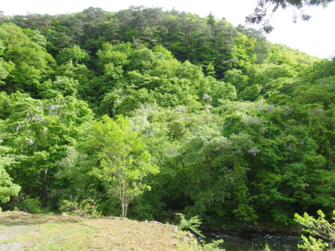 5月上旬花巻南温泉峡山の神温泉優香苑豊沢川沿いを染める鮮やかな新緑