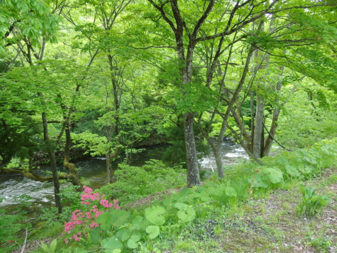 5月上旬花巻南温泉峡山の神温泉優香苑鮮やかな新緑の中さらさらと流れる豊沢川