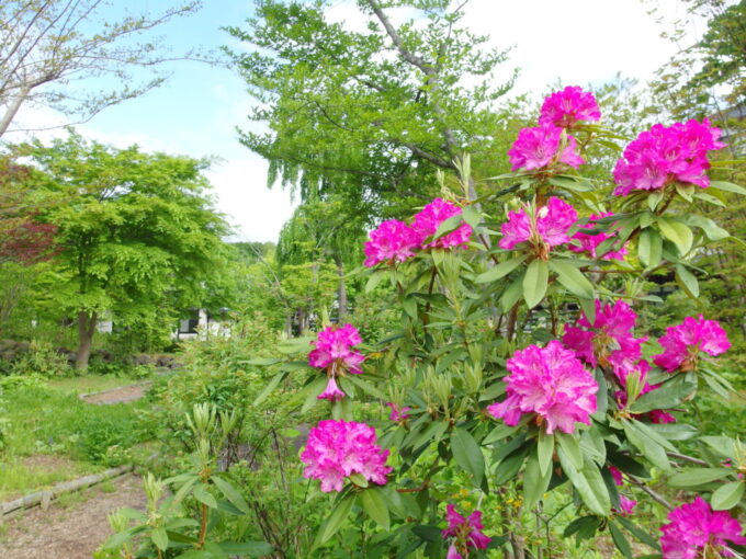 5月上旬花巻南温泉峡山の神温泉優香苑の庭園に咲く大輪のしゃくなげ