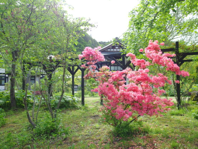 5月上旬花巻南温泉峡山の神温泉優香苑庭園に咲く美しいつつじ