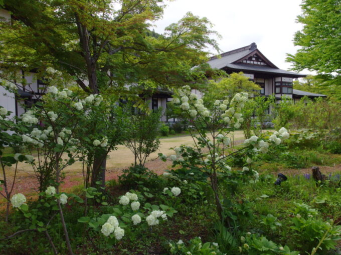 5月上旬花巻南温泉峡山の神温泉優香苑の庭園に咲く手毬のような白いあじさい