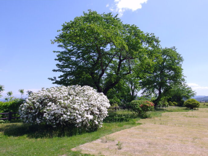 5月上旬鳥谷ケ崎公園花巻城跡本丸跡に咲く満開の白いつつじと鮮やかな新緑