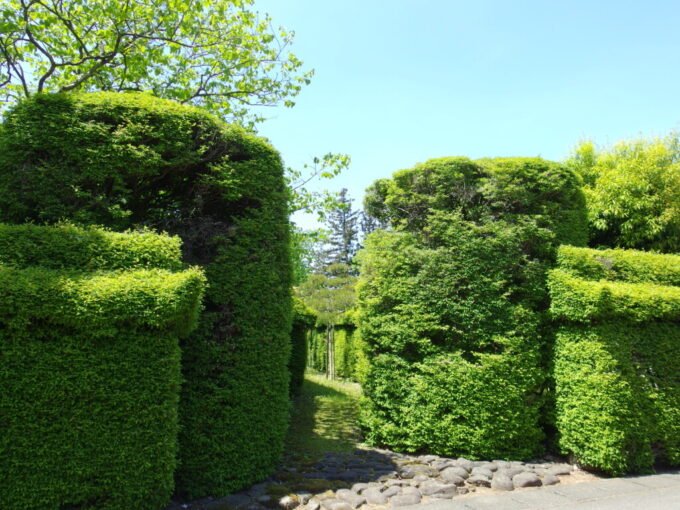5月上旬晴天の金ケ崎要害城内諏訪小路燃える緑が見事な細目家庭園の生垣