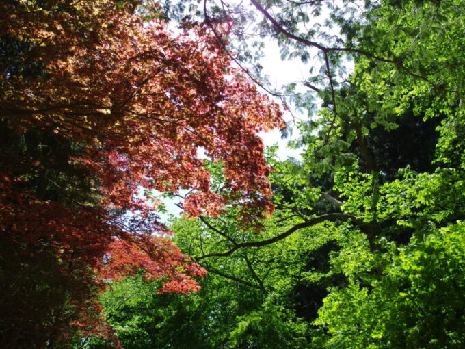 5月上旬晴天の金ケ崎城内諏訪小路を彩る緑と赤のもみじ