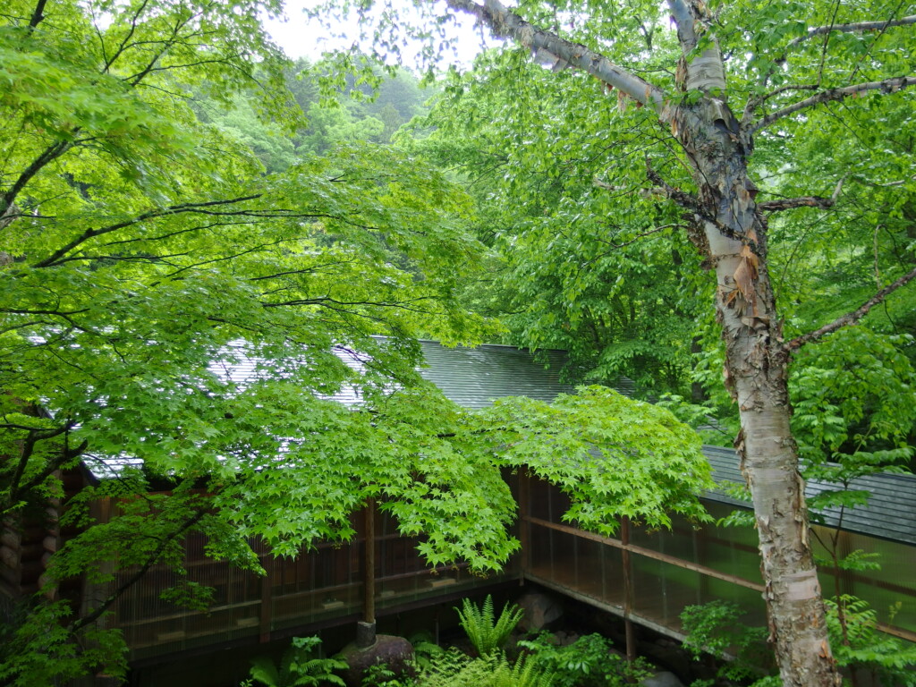 5月上旬関東最後の秘湯の異名を持つ奥鬼怒温泉郷八丁の湯雨音で起こされる瑞々しい朝