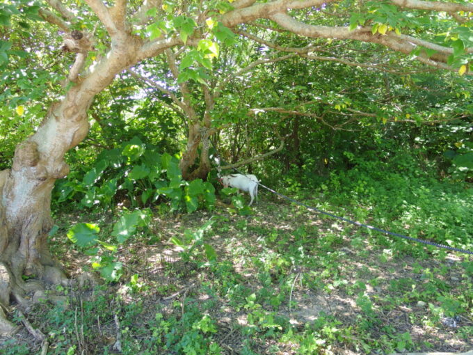 6月下旬夏の竹富島猛暑の中草を食むヤギさん