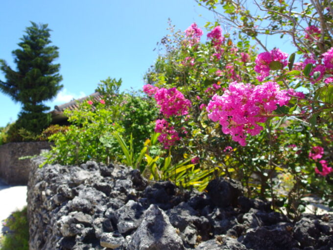 7月上旬夏の竹富島珊瑚の石垣と鮮やかなサルスベリの花