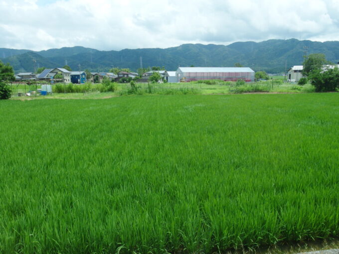 7月中旬の福井京福バス蘆原丸岡永平寺線車窓に広がる緑豊かな田んぼの風景