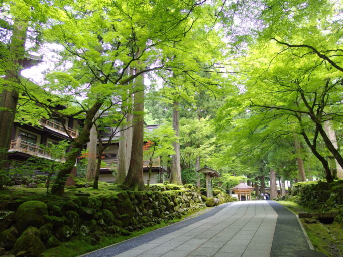 7月中旬の福井永平寺空を覆う青紅葉、石積みを覆う苔の緑