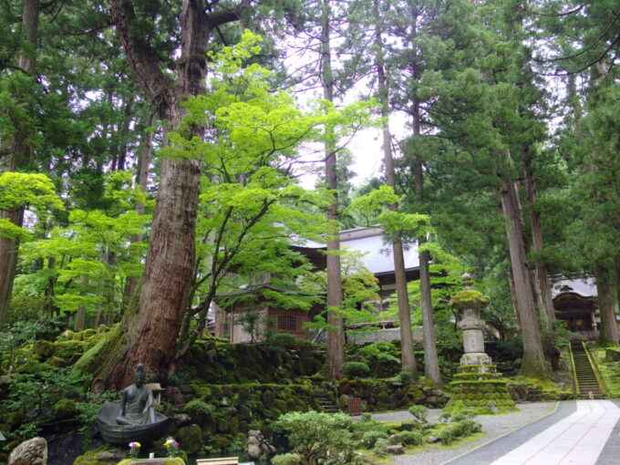 7月中旬の福井永平寺天へと伸びる荘厳な木々と鮮烈な緑