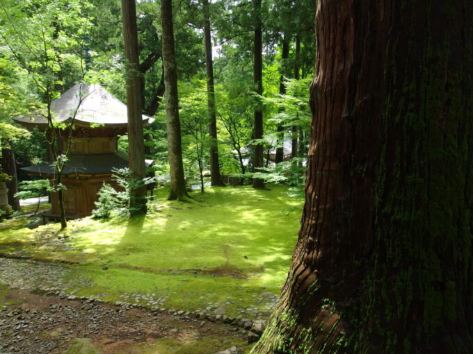 7月中旬の福井永平寺参拝を終え眺めるうつくしい苔の緑