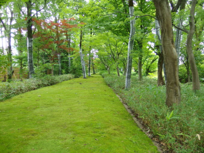 7月中旬の福井養浩館庭園苔むしたうつくしい庭