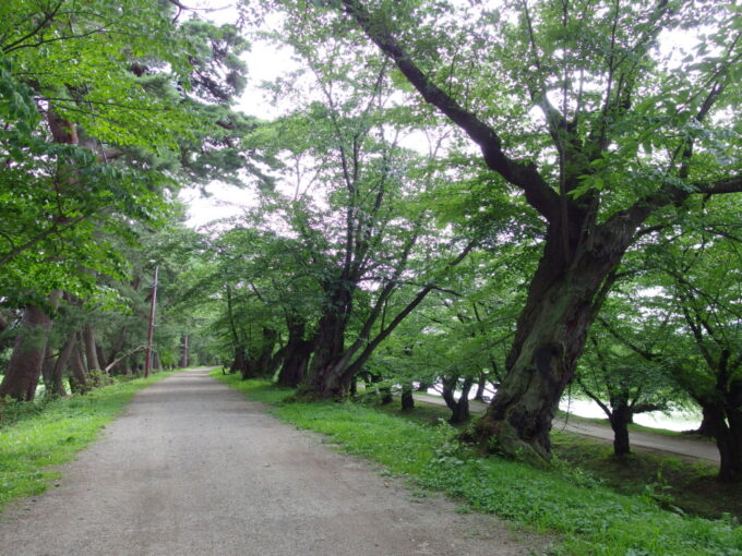 8月上旬夏の弘前西濠と蓮池濠に挟まれた桜並木の土手を行く