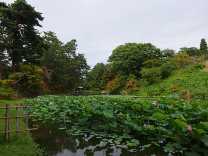 8月上旬夏の弘前城蓮池濠に咲く艶やかな蓮の花