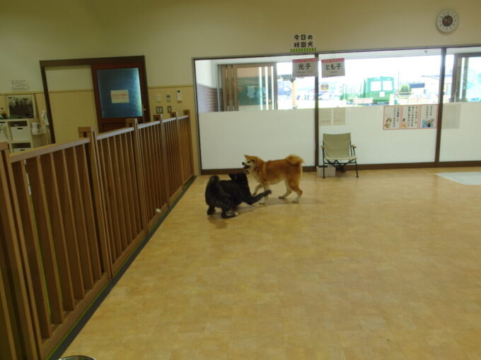 8月上旬夏の大館駅前秋田犬の里で遊ぶ光子ちゃんととも子ちゃん