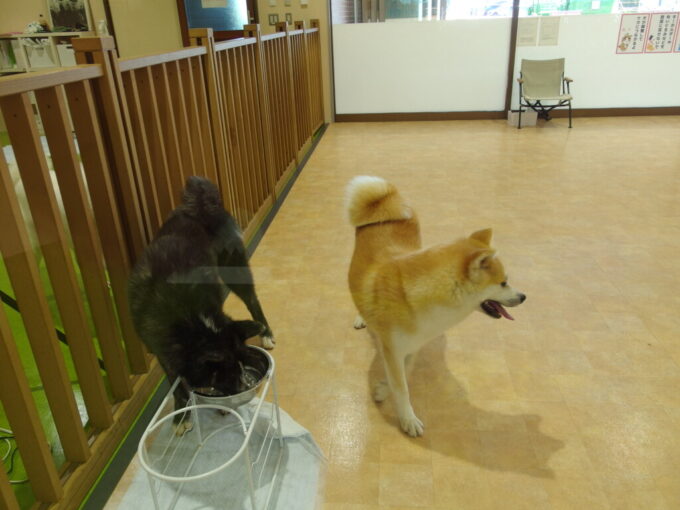 8月上旬夏の大館駅前秋田犬の里に展示されていた光子ちゃんととも子ちゃん