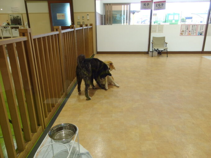 8月上旬夏の大館駅駅前秋田犬の里やんちゃにじゃれる光子ちゃんととも子ちゃん