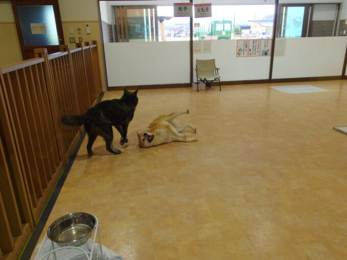 8月上旬夏の大館駅前秋田犬の里転がりじゃれる光子ちゃんととも子ちゃん