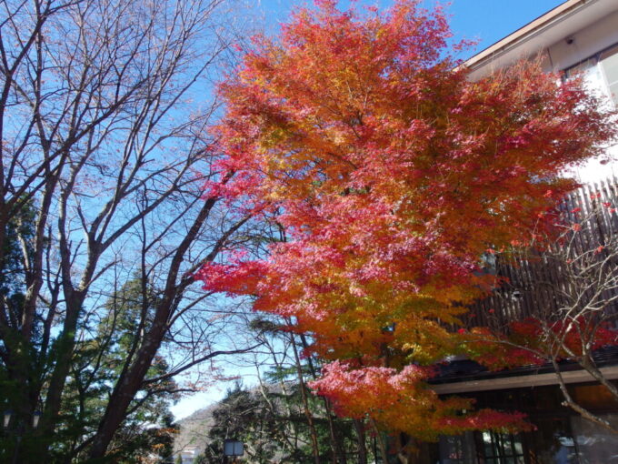 11月下旬晩秋の蔵王温泉名湯舎創玄関を彩る鮮やかな紅葉