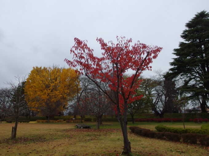 11月下旬晩秋の山形城跡霞城公園雨に艶めく桜紅葉と大銀杏