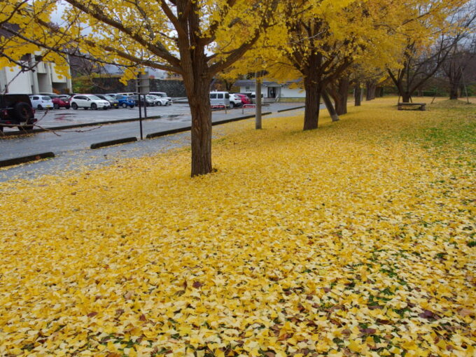 11月下旬晩秋の山形城跡霞城公園芝生を埋め尽くす銀杏の黄金色の落葉