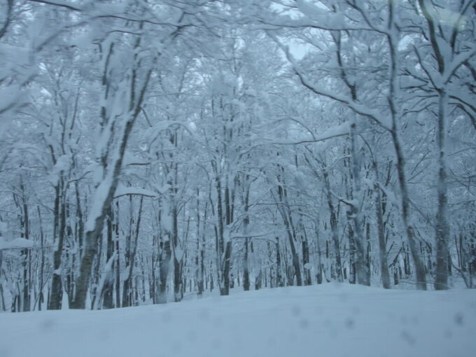 12月中旬冬の青森日本屈指の豪雪の地酸ヶ湯温泉旅館宿泊者専用無料送迎バス車窓から眺める銀世界