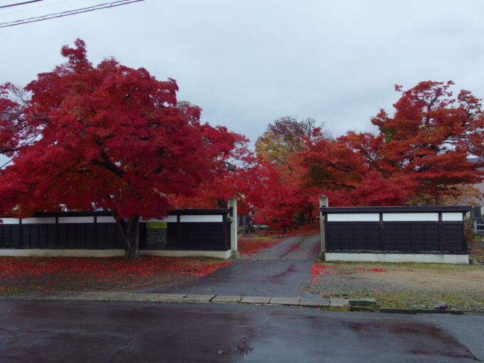 11月下旬晩秋の米沢雨に艶めく極楽寺の見事な紅葉