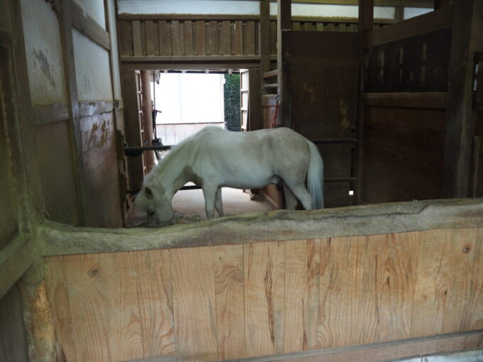 5月中旬の瀬戸内こんぴらさんうつくしい白馬の神馬光驥号