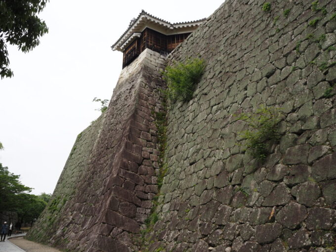 5月中旬の瀬戸内17年ぶりとなる松山城ロープウェイ終点の長者ヶ平から登り始めると聳え立つ見上げるほどの高さの石垣が