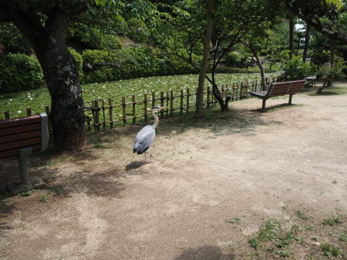 5月中旬の瀬戸内17年ぶりとなる松山道後湯築城跡道後公園を闊歩するアオサギ