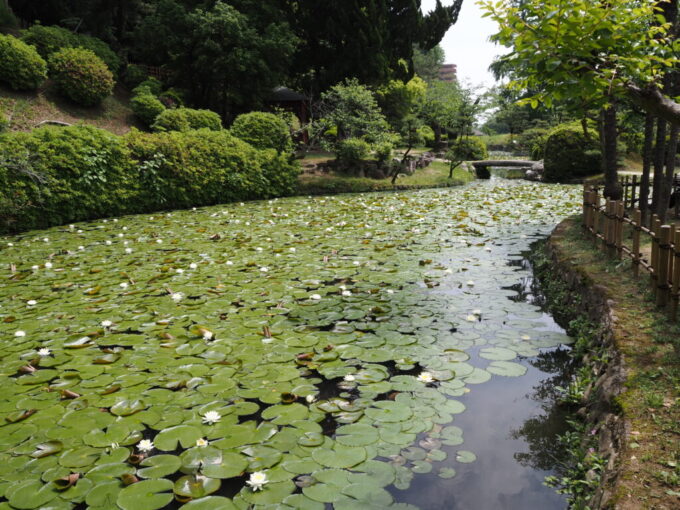 5月中旬の瀬戸内17年ぶりとなる松山道後湯築城跡道後公園の池に咲く可憐な睡蓮