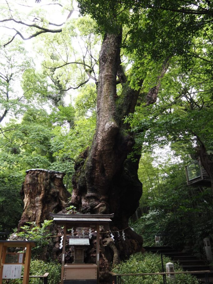 5月末雨上がりの熱海來宮神社樹齢二千百年という大楠の御神木