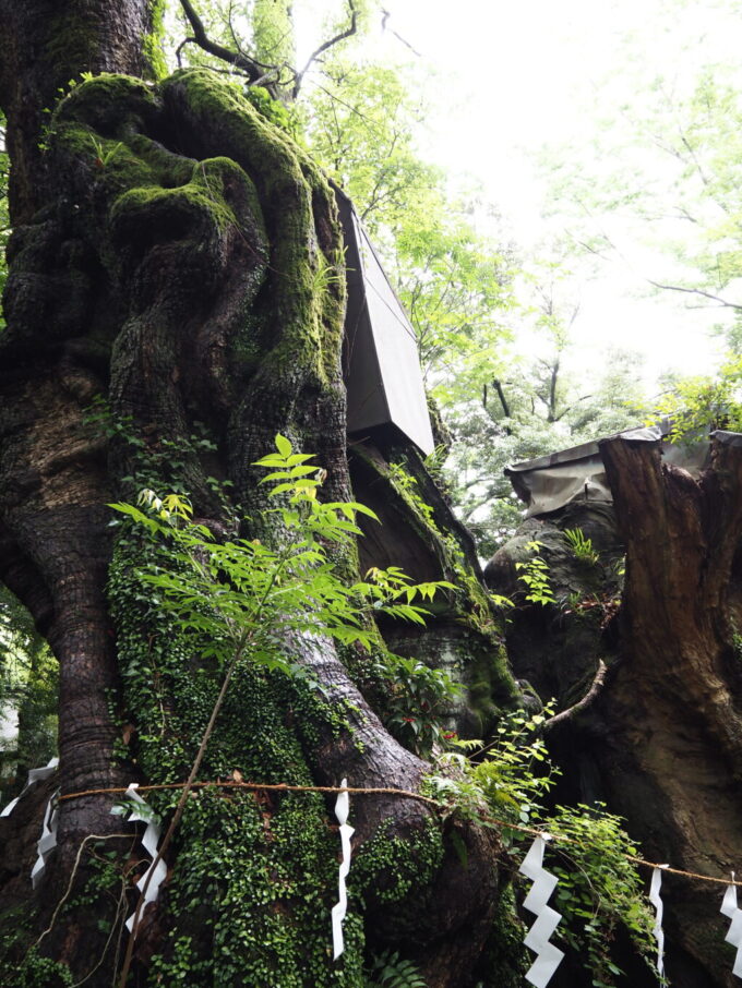 5月末雨上がりの熱海來宮神社御神木の大楠かつては木宮と記されていたそう