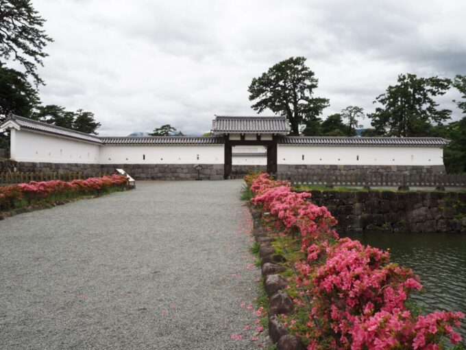 5月末曇天の小田原城馬出門とそこへ通ずる土橋に咲く艶やかなサツキ