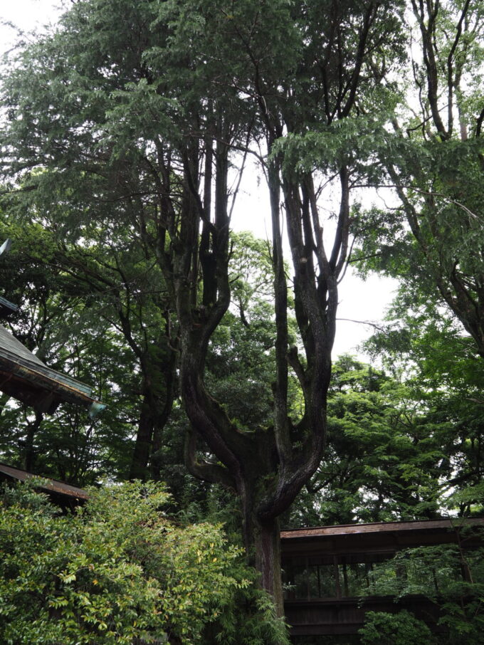 5月末曇天の小田原城址公園報徳二宮神社拝殿横に立つ不思議な形をした木