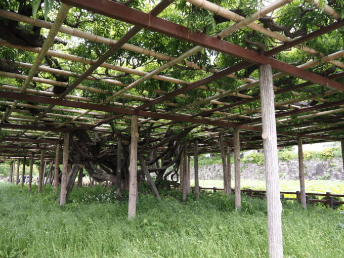 5月末曇天の小田原城址公園見事な枝ぶりの御感の藤