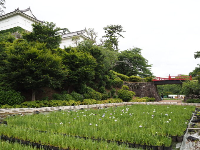 5月末曇天の小田原城本丸東堀跡に咲く花菖蒲