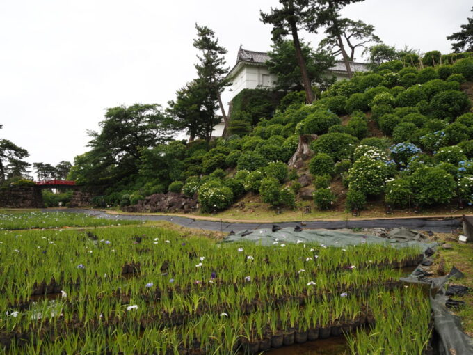 5月末曇天の小田原城本丸東堀跡咲き始めの花菖蒲やあじさいが美しい