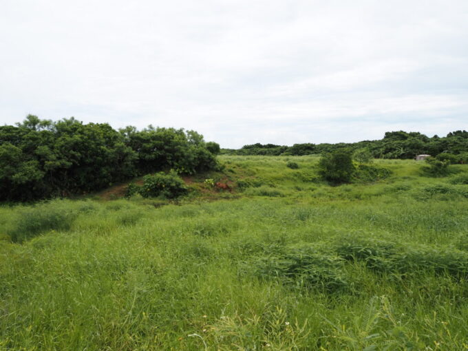 6月中旬梅雨明け後の八重山小浜島大岳の登山を終えて集落へと向かう途中のんびり草を食む馬を発見