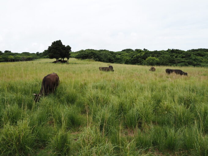 6月中旬梅雨明け後の八重山小浜島県道わきで放牧されている牛
