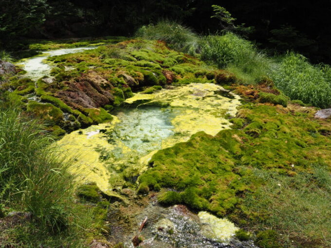 7月上旬信州茅野八ヶ岳天狗岳登山口唐沢鉱泉豊かな苔の緑とそこに沈殿する硫黄の白さが印象的な源泉の池