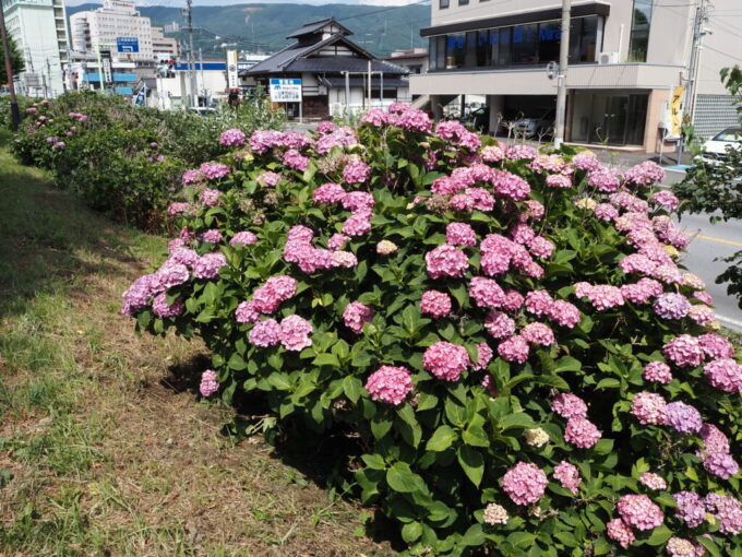 7月上旬信州諏訪湖湖畔の道路沿いに咲く大輪のあじさい