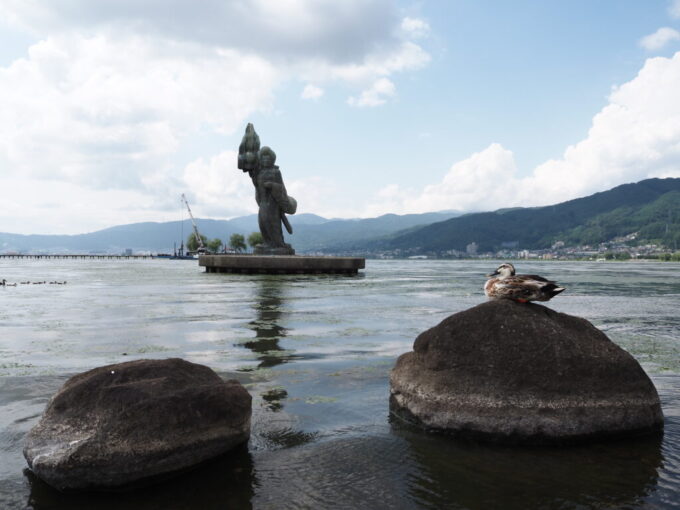 7月上旬信州諏訪湖たくさんの水鳥たちが憩う石彫公園