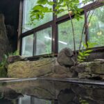 7月上旬信州茅野八ヶ岳天狗岳登山口唐沢鉱泉心地よい温湯に浸かりながら眺める草木の茂る不思議な空間