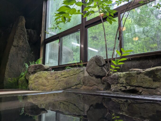 7月上旬信州茅野八ヶ岳天狗岳登山口唐沢鉱泉心地よい温湯に浸かりながら眺める草木の茂る不思議な空間