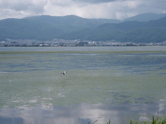 7月上旬信州上諏訪SUWAガラスの里から諏訪湖畔ウォーキング湖上には気持ちよさそうに羽ばたく鷺
