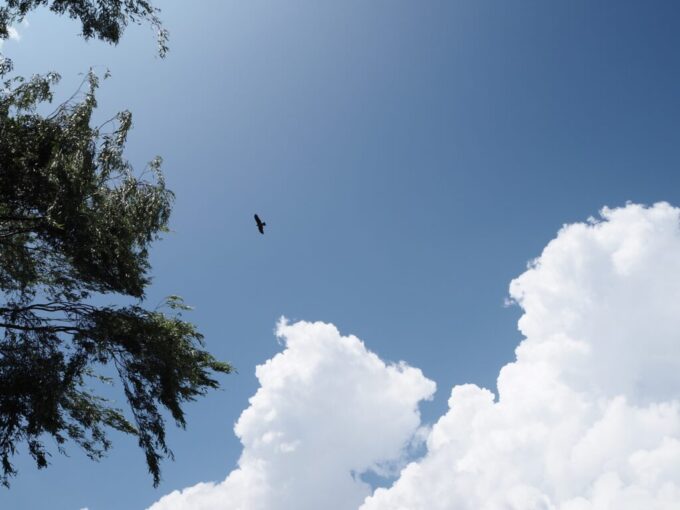 7月上旬信州諏訪湖夏空を気持よさそうに飛翔するとんび